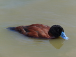 FZ006099 Blue-billed duck (Oxyura australis).jpg